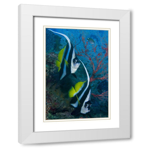 Indonesia Longfin bannerfish by sea fan coral White Modern Wood Framed Art Print with Double Matting by Shimlock, Jones
