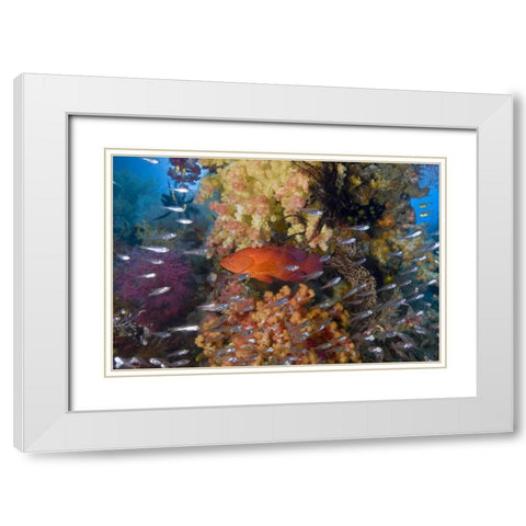 Indonesia Coral trout and glassfish by coral White Modern Wood Framed Art Print with Double Matting by Shimlock, Jones
