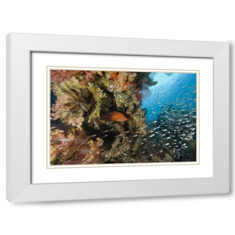 Indonesia Coral trout and glassfish by coral White Modern Wood Framed Art Print with Double Matting by Shimlock, Jones