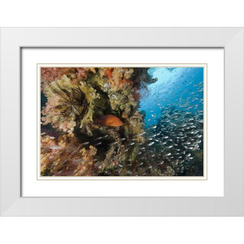 Indonesia Coral trout and glassfish by coral White Modern Wood Framed Art Print with Double Matting by Shimlock, Jones