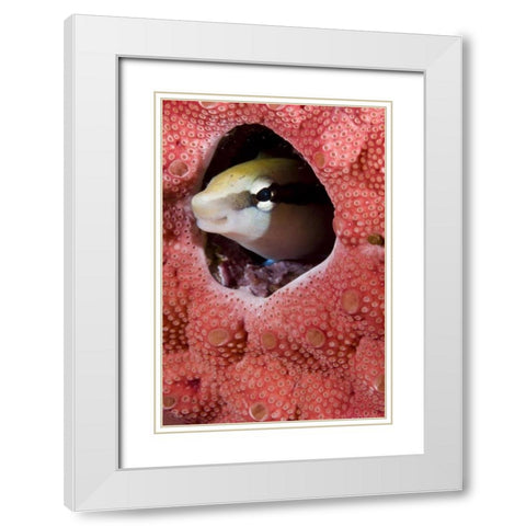 Lance blenny fish in a hole in coral, Indonesia White Modern Wood Framed Art Print with Double Matting by Shimlock, Jones