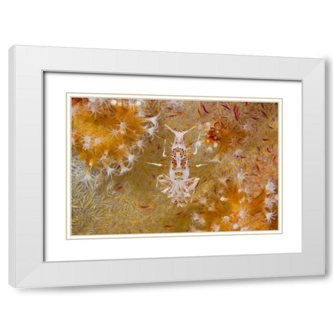 Indonesia Tiger shrimp and soft corals White Modern Wood Framed Art Print with Double Matting by Shimlock, Jones