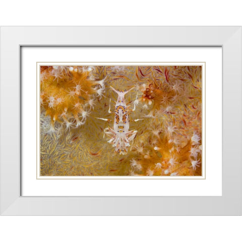 Indonesia Tiger shrimp and soft corals White Modern Wood Framed Art Print with Double Matting by Shimlock, Jones