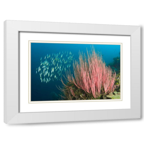 Indonesia, Buyat Bay Razorfish swim over coral White Modern Wood Framed Art Print with Double Matting by Shimlock, Jones