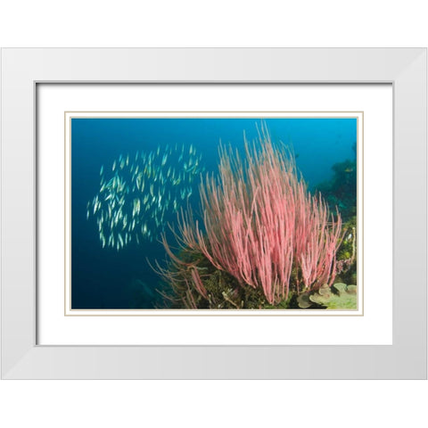 Indonesia, Buyat Bay Razorfish swim over coral White Modern Wood Framed Art Print with Double Matting by Shimlock, Jones
