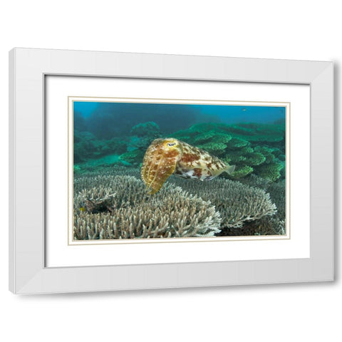 Cuttlefish, Buyat Bay, Sulawesi Island, Indonesia White Modern Wood Framed Art Print with Double Matting by Shimlock, Jones