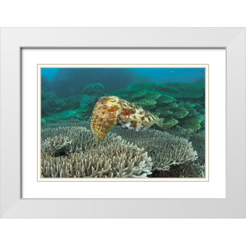 Cuttlefish, Buyat Bay, Sulawesi Island, Indonesia White Modern Wood Framed Art Print with Double Matting by Shimlock, Jones