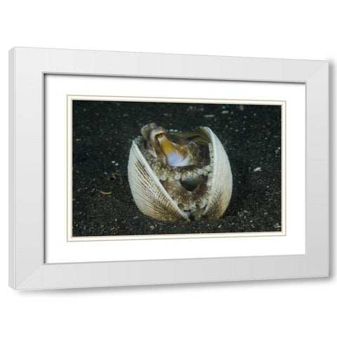 Indonesia, Lembeh Strait A marginated octopus White Modern Wood Framed Art Print with Double Matting by Shimlock, Jones