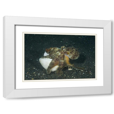 Indonesia A marginated octopus with shell White Modern Wood Framed Art Print with Double Matting by Shimlock, Jones