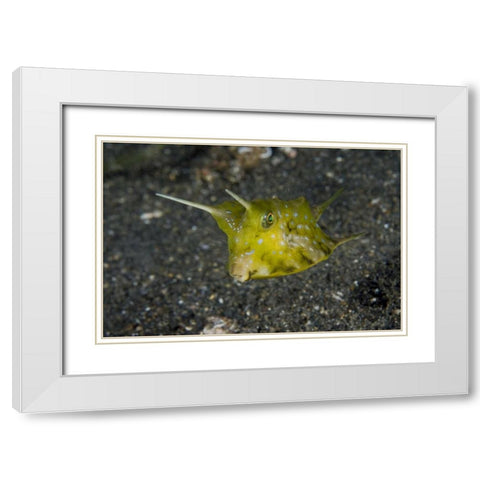 Indonesia, Lembeh Strait A cowfish White Modern Wood Framed Art Print with Double Matting by Shimlock, Jones