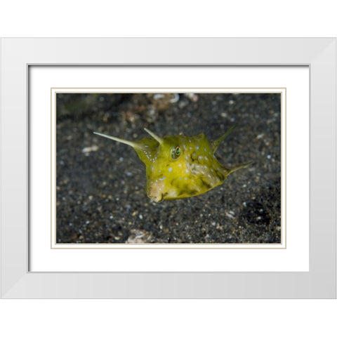 Indonesia, Lembeh Strait A cowfish White Modern Wood Framed Art Print with Double Matting by Shimlock, Jones