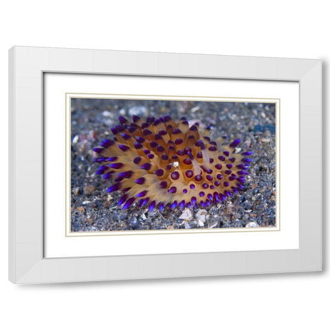 Tiny crab on nudibanch, Lembeh Strait, Indonesia White Modern Wood Framed Art Print with Double Matting by Shimlock, Jones
