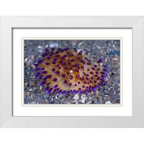 Tiny crab on nudibanch, Lembeh Strait, Indonesia White Modern Wood Framed Art Print with Double Matting by Shimlock, Jones