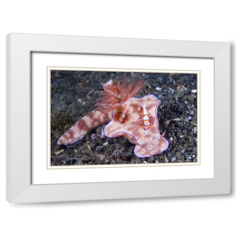 Indonesia, Two Coleman shrimp on nudibranch White Modern Wood Framed Art Print with Double Matting by Shimlock, Jones