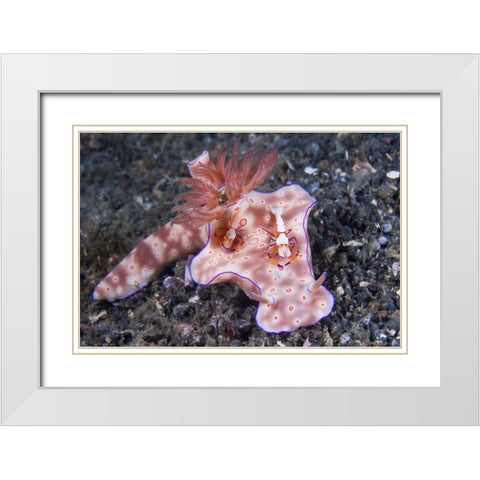 Indonesia, Two Coleman shrimp on nudibranch White Modern Wood Framed Art Print with Double Matting by Shimlock, Jones