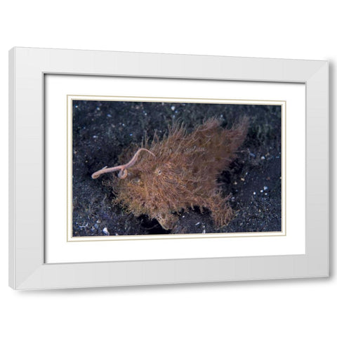 Indonesia, A hairy frogfish using its lure White Modern Wood Framed Art Print with Double Matting by Shimlock, Jones