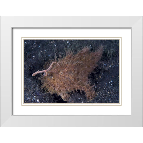 Indonesia, A hairy frogfish using its lure White Modern Wood Framed Art Print with Double Matting by Shimlock, Jones