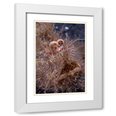 Indonesia, Hairy frogfish that uses its lure White Modern Wood Framed Art Print with Double Matting by Shimlock, Jones