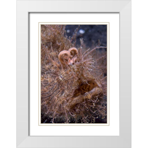 Indonesia, Hairy frogfish that uses its lure White Modern Wood Framed Art Print with Double Matting by Shimlock, Jones