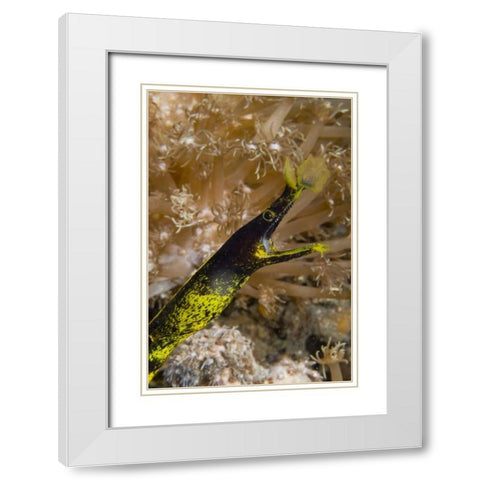 Indonesia, Sulawesi Island A ribbon eel White Modern Wood Framed Art Print with Double Matting by Shimlock, Jones