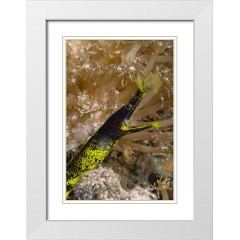 Indonesia, Sulawesi Island A ribbon eel White Modern Wood Framed Art Print with Double Matting by Shimlock, Jones
