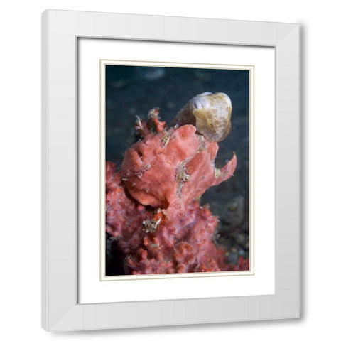 Indonesia A pygmy cuttlefish and frogfish White Modern Wood Framed Art Print with Double Matting by Shimlock, Jones