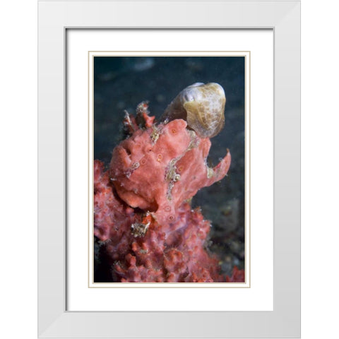 Indonesia A pygmy cuttlefish and frogfish White Modern Wood Framed Art Print with Double Matting by Shimlock, Jones
