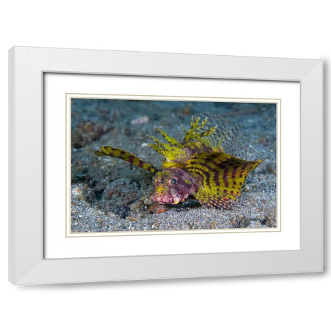 Indonesia, Lembeh Strait Red dwarf lionfish White Modern Wood Framed Art Print with Double Matting by Shimlock, Jones