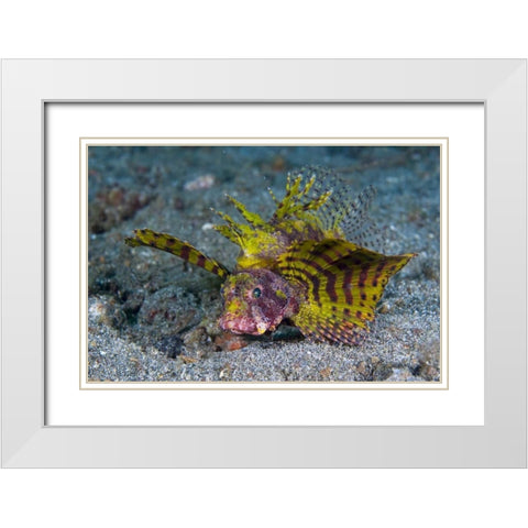 Indonesia, Lembeh Strait Red dwarf lionfish White Modern Wood Framed Art Print with Double Matting by Shimlock, Jones