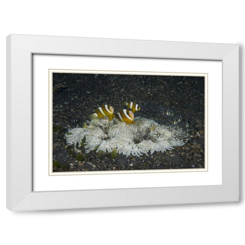 Indonesia, A ringed anemone community White Modern Wood Framed Art Print with Double Matting by Shimlock, Jones