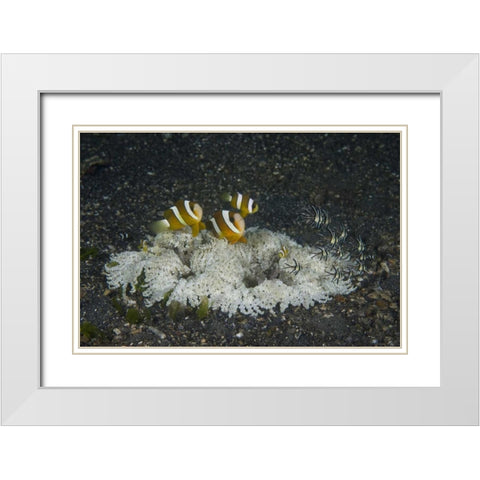 Indonesia, A ringed anemone community White Modern Wood Framed Art Print with Double Matting by Shimlock, Jones