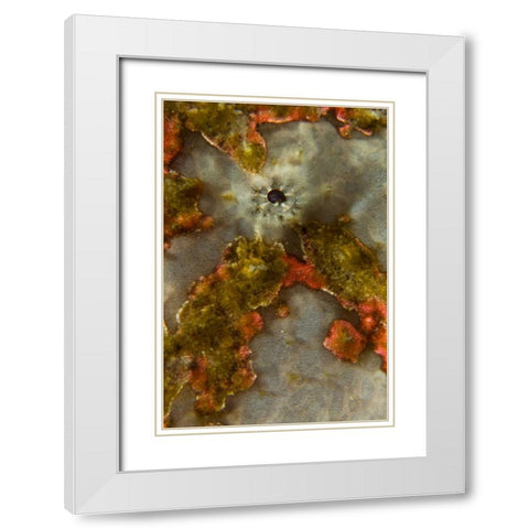 Indonesia, Sulawesi Isl, Lembeh Strait Frogfish White Modern Wood Framed Art Print with Double Matting by Shimlock, Jones