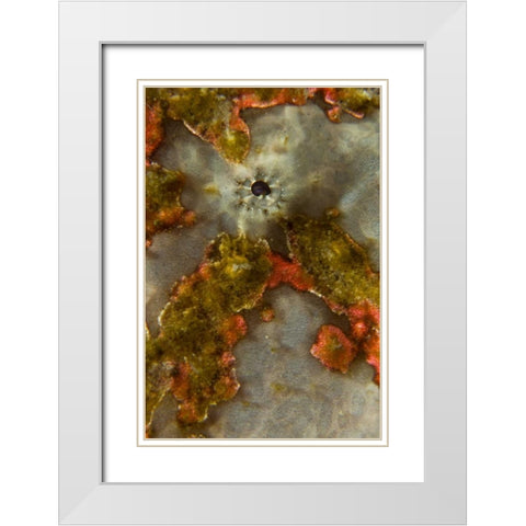 Indonesia, Sulawesi Isl, Lembeh Strait Frogfish White Modern Wood Framed Art Print with Double Matting by Shimlock, Jones