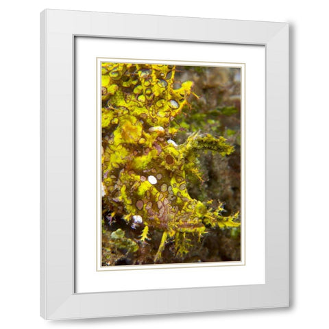 Indonesia, Sulawesi Isl, Rhinopias scorpionfish White Modern Wood Framed Art Print with Double Matting by Shimlock, Jones