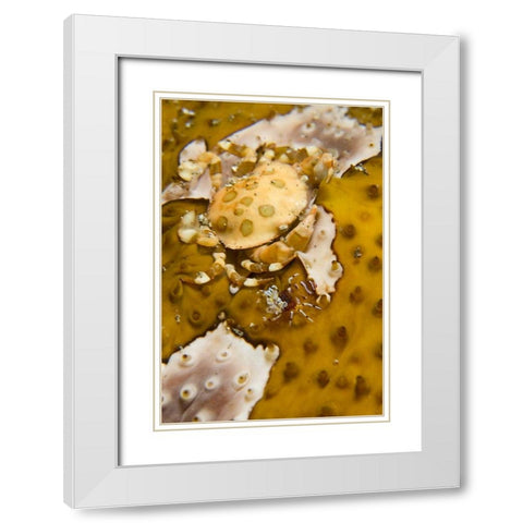 Indonesia, A swimming crab and bumble-bee shrimp White Modern Wood Framed Art Print with Double Matting by Shimlock, Jones