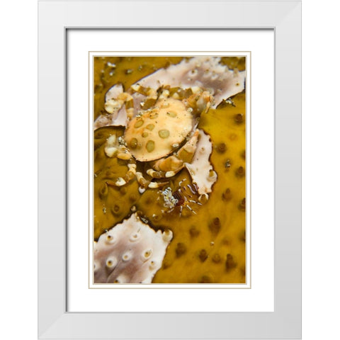 Indonesia, A swimming crab and bumble-bee shrimp White Modern Wood Framed Art Print with Double Matting by Shimlock, Jones