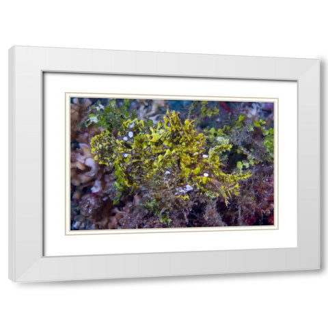 Indonesia, Sulawesi Isl, Rhinopias scorpionfish White Modern Wood Framed Art Print with Double Matting by Shimlock, Jones