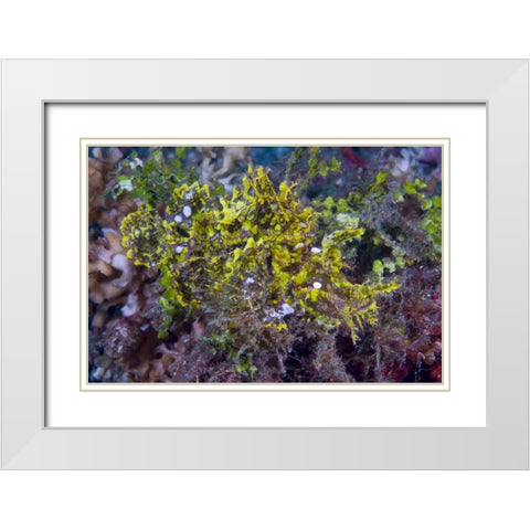 Indonesia, Sulawesi Isl, Rhinopias scorpionfish White Modern Wood Framed Art Print with Double Matting by Shimlock, Jones