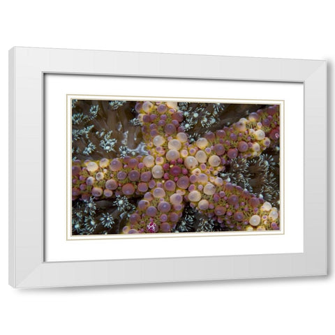 Indonesia, Sulawesi Island An exotic starfish White Modern Wood Framed Art Print with Double Matting by Shimlock, Jones