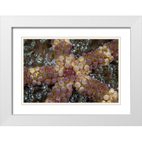 Indonesia, Sulawesi Island An exotic starfish White Modern Wood Framed Art Print with Double Matting by Shimlock, Jones