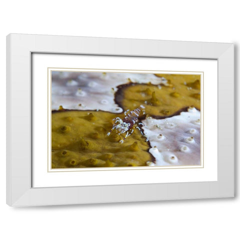 Indonesia, Lembeh Strait Bumble-bee shrimp White Modern Wood Framed Art Print with Double Matting by Shimlock, Jones