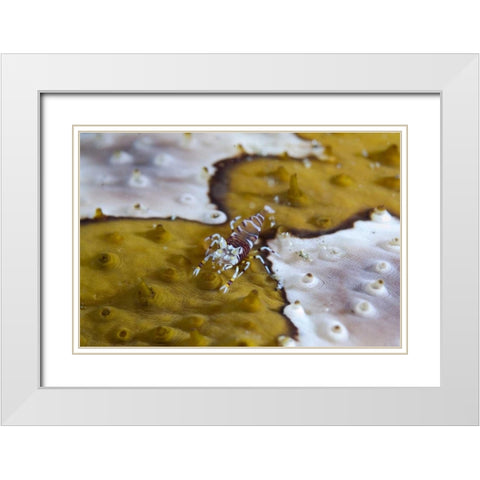 Indonesia, Lembeh Strait Bumble-bee shrimp White Modern Wood Framed Art Print with Double Matting by Shimlock, Jones
