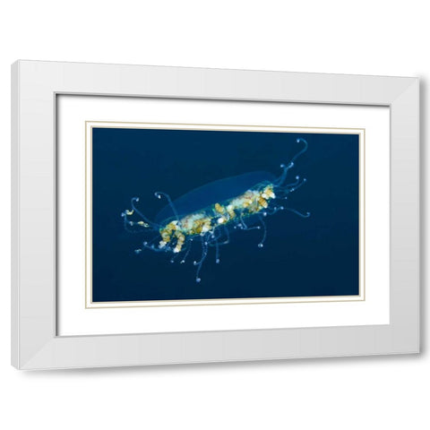 Indonesia, Lembeh Strait Adult jellyfish White Modern Wood Framed Art Print with Double Matting by Shimlock, Jones