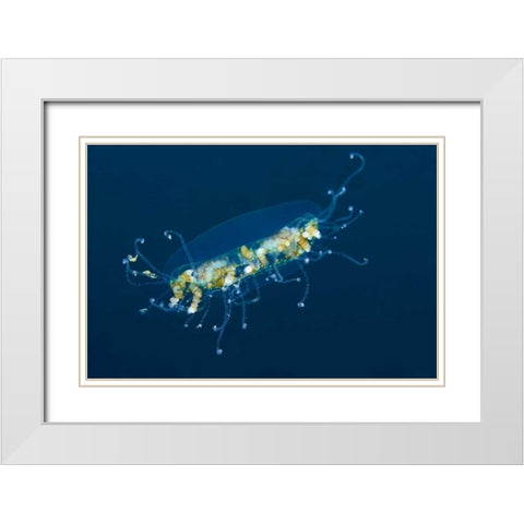 Indonesia, Lembeh Strait Adult jellyfish White Modern Wood Framed Art Print with Double Matting by Shimlock, Jones