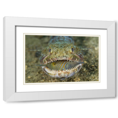 Lizardfish eating, Sulawesi Island, Indonesia White Modern Wood Framed Art Print with Double Matting by Shimlock, Jones