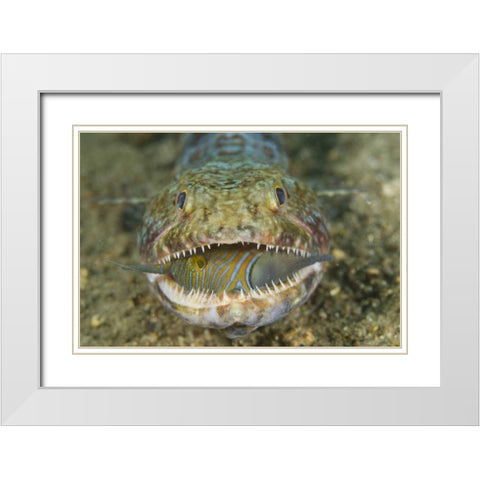Lizardfish eating, Sulawesi Island, Indonesia White Modern Wood Framed Art Print with Double Matting by Shimlock, Jones