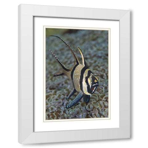 Banggai cardinalfish, Sulawesi Island, Indonesia White Modern Wood Framed Art Print with Double Matting by Shimlock, Jones
