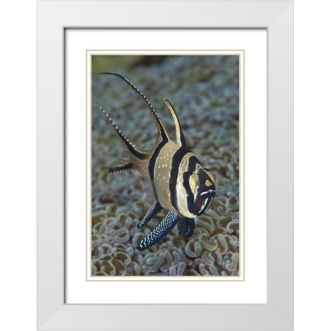 Banggai cardinalfish, Sulawesi Island, Indonesia White Modern Wood Framed Art Print with Double Matting by Shimlock, Jones