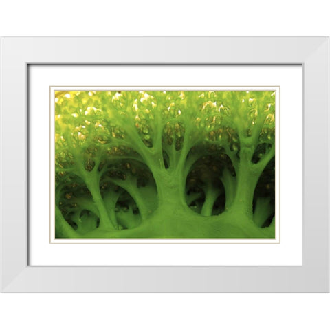 Large sea squirt, Buyat, Sulawesi, Indonesia White Modern Wood Framed Art Print with Double Matting by Shimlock, Jones