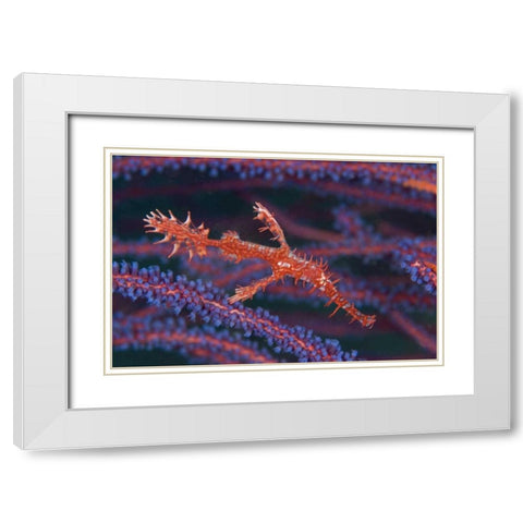 Pipefish among sea whips, Triton Bay, Indonesia White Modern Wood Framed Art Print with Double Matting by Shimlock, Jones